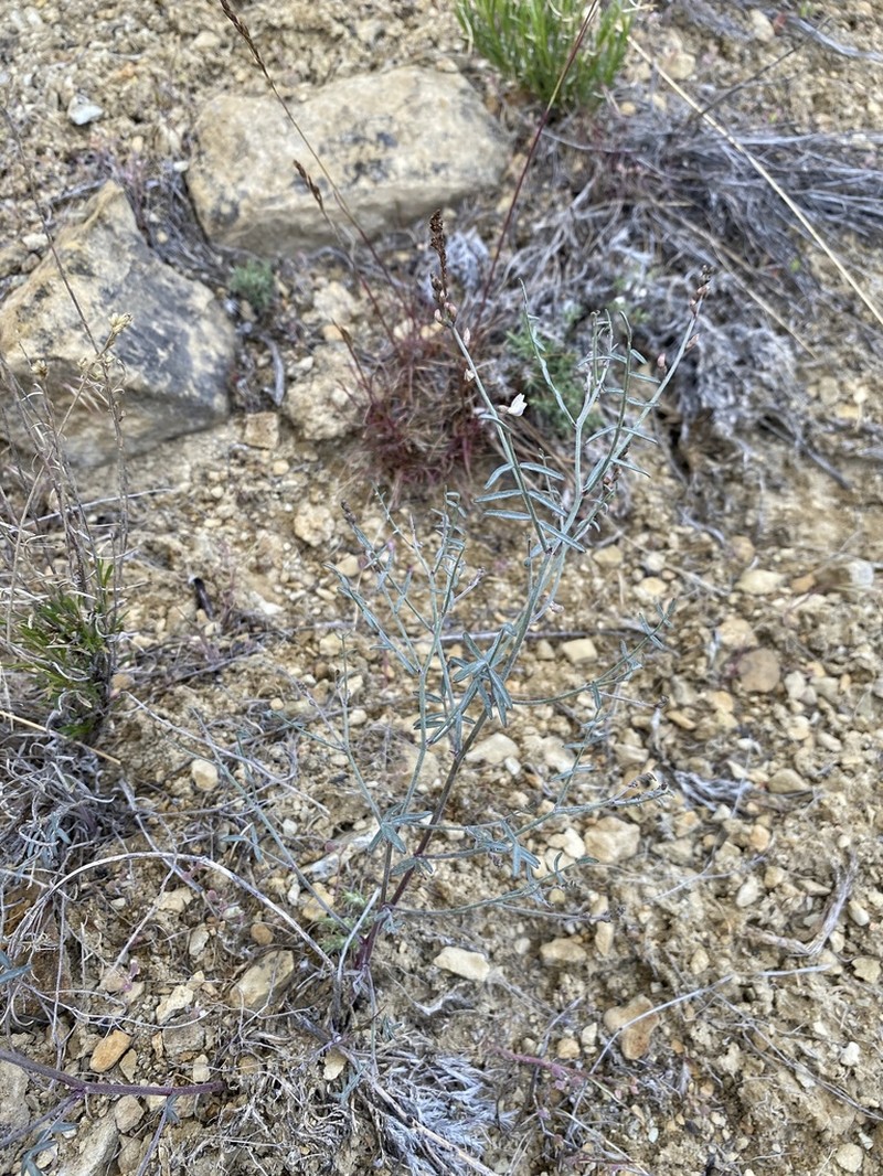Solitary Milkvetch photo 4