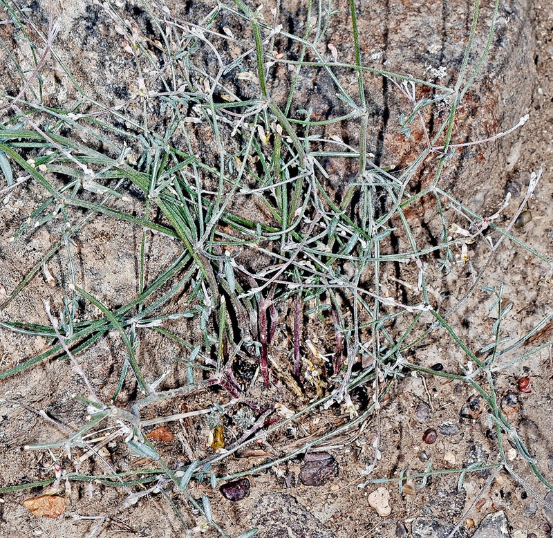 Solitary Milkvetch photo 6