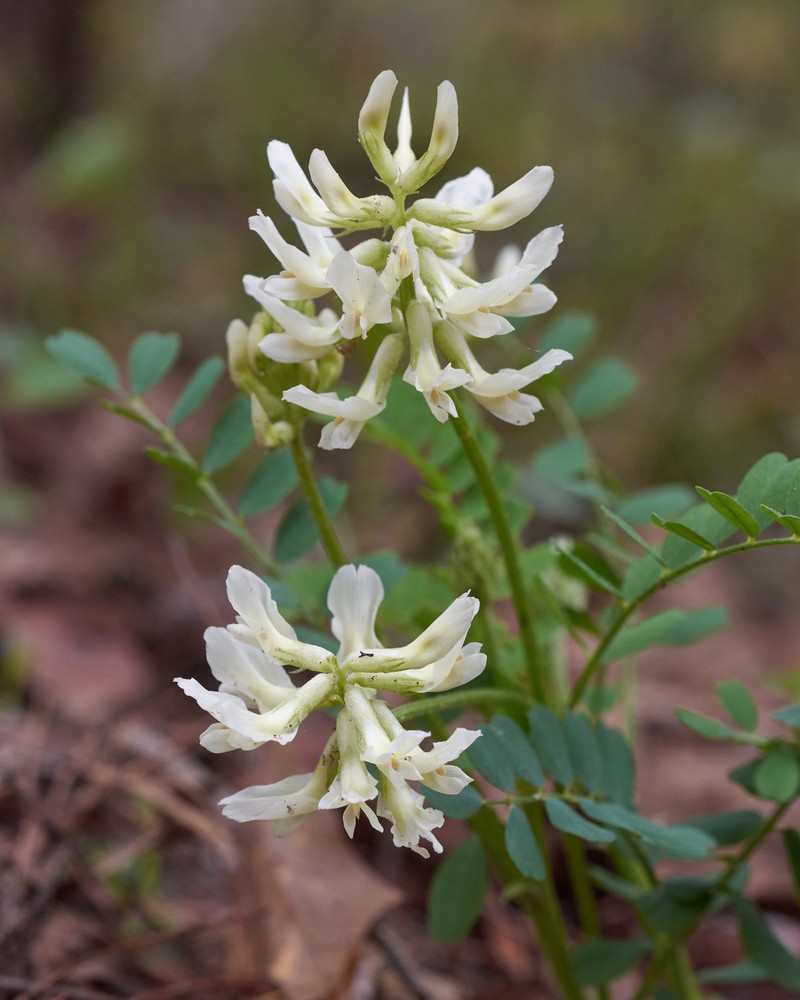 Soxman's Milkvetch