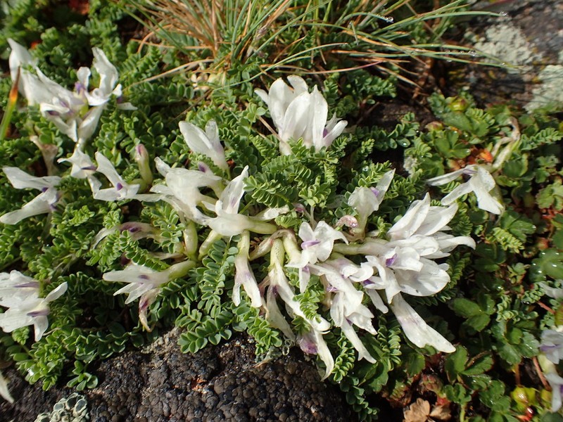 Astragalus demetrii