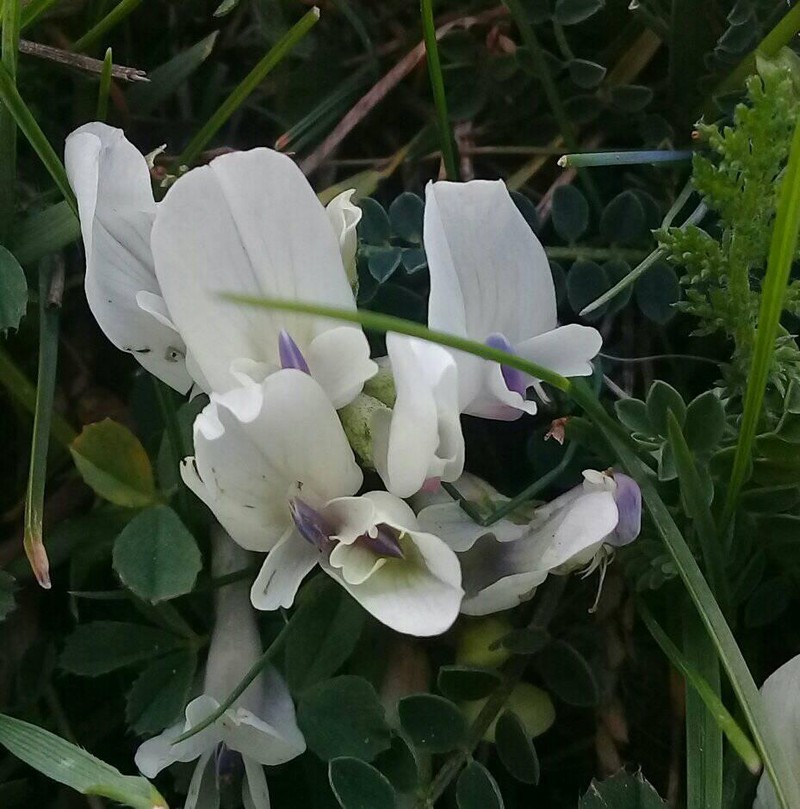 Astragalus demetrii photo 2