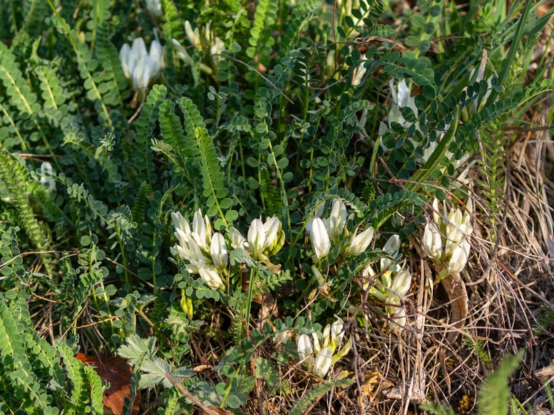 Astragalus demetrii photo 3