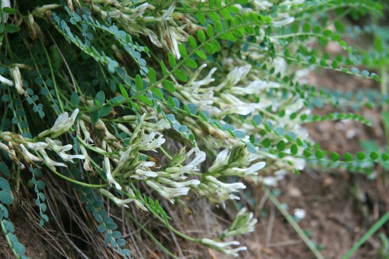 Astragalus demetrii photo 4