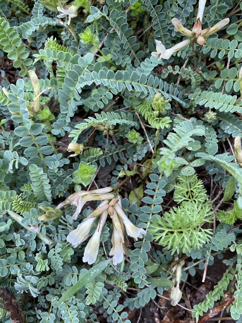 Astragalus demetrii photo 5
