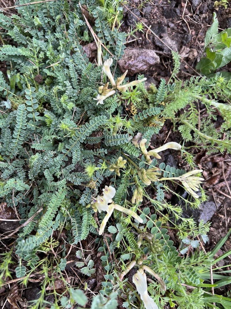 Astragalus demetrii photo 6