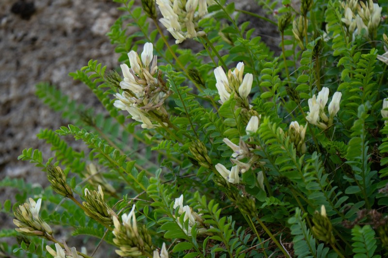 Astragalus demetrii photo 7