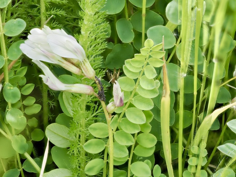 Astragalus demetrii photo 8