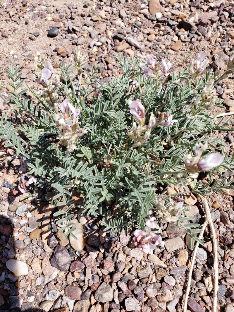 Painted Desert Milkvetch
