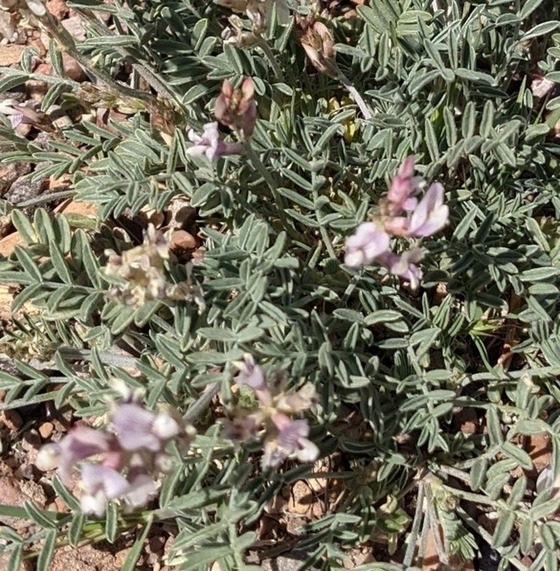 Painted Desert Milkvetch photo 3