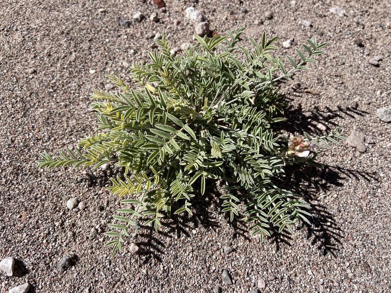 Painted Desert Milkvetch photo 4