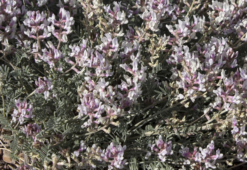 Painted Desert Milkvetch photo 5