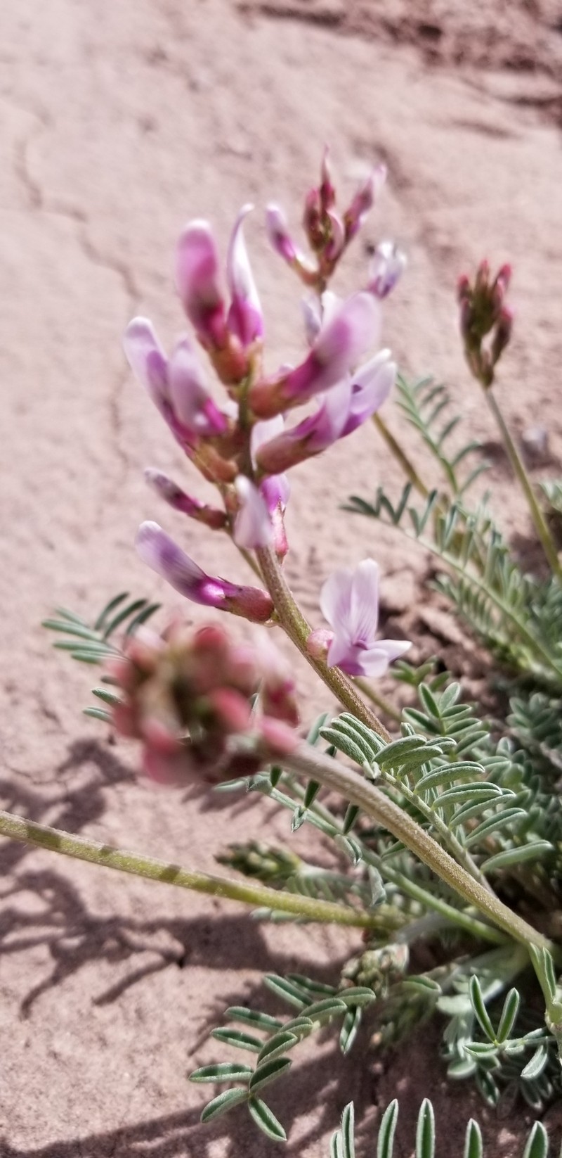 Painted Desert Milkvetch photo 7