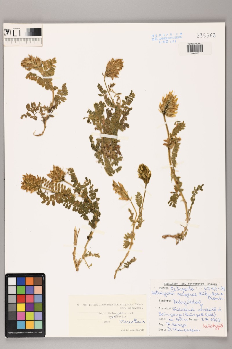 Astragalus sorgerae