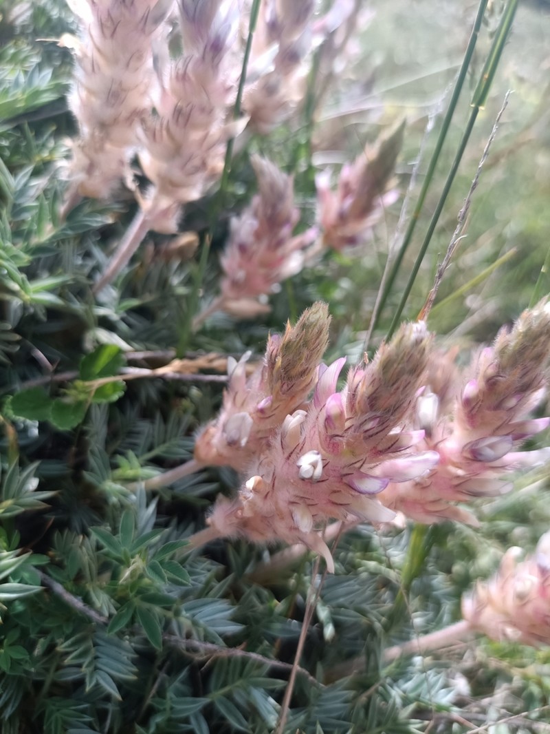 Astragalus sosnowskyi