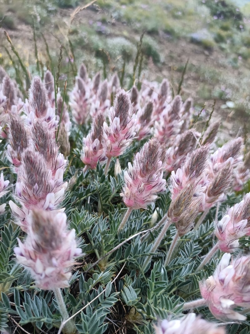 Astragalus sosnowskyi photo 2