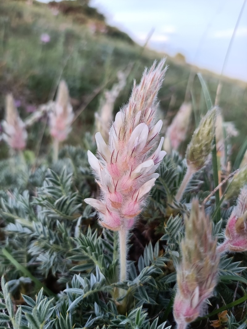 Astragalus sosnowskyi photo 3