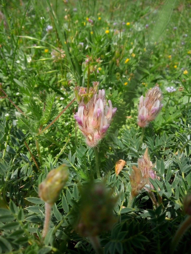 Astragalus sosnowskyi photo 4