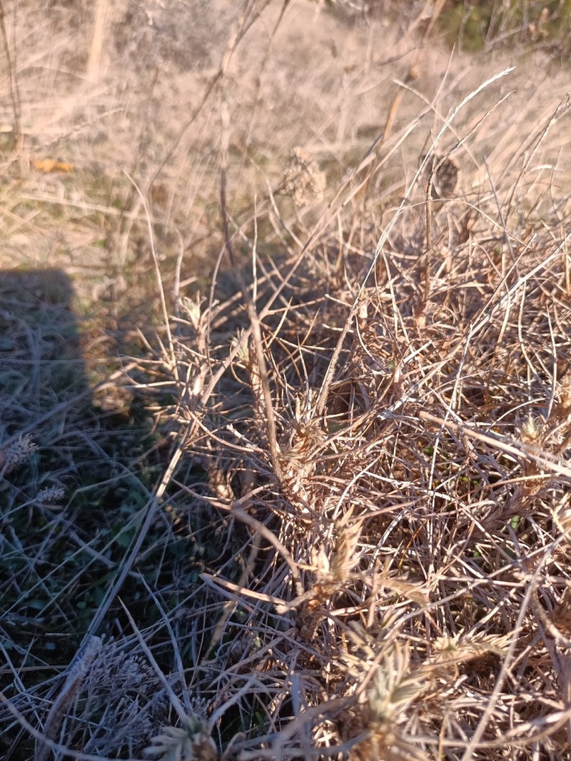 Astragalus sosnowskyi photo 5