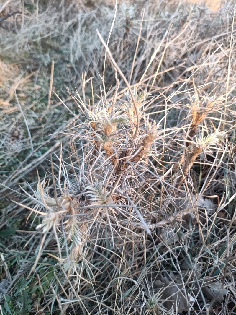 Astragalus sosnowskyi photo 6