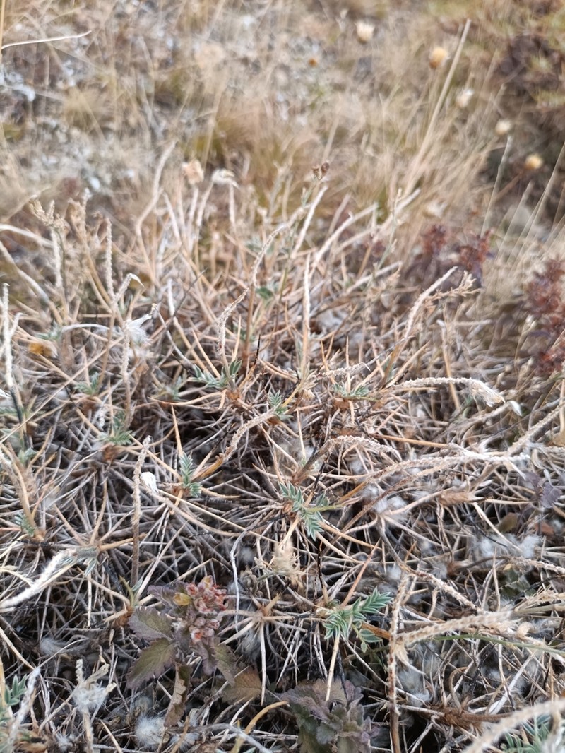 Astragalus sosnowskyi photo 7