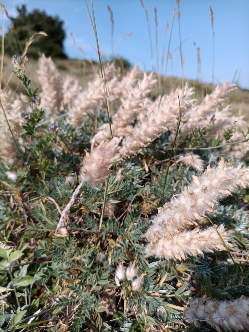 Astragalus sosnowskyi photo 8