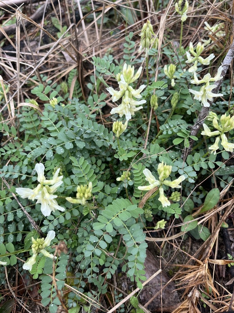 Soxman's Milkvetch photo 3