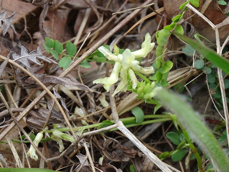 Soxman's Milkvetch photo 4