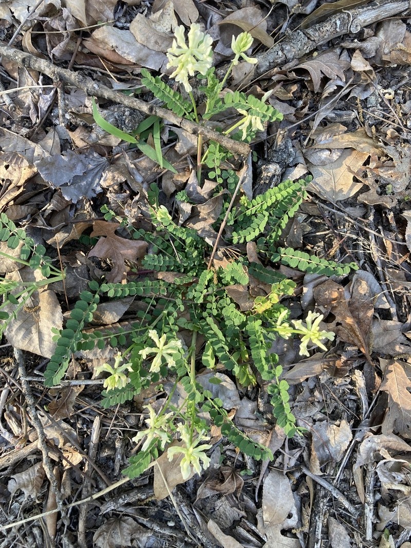Soxman's Milkvetch photo 5