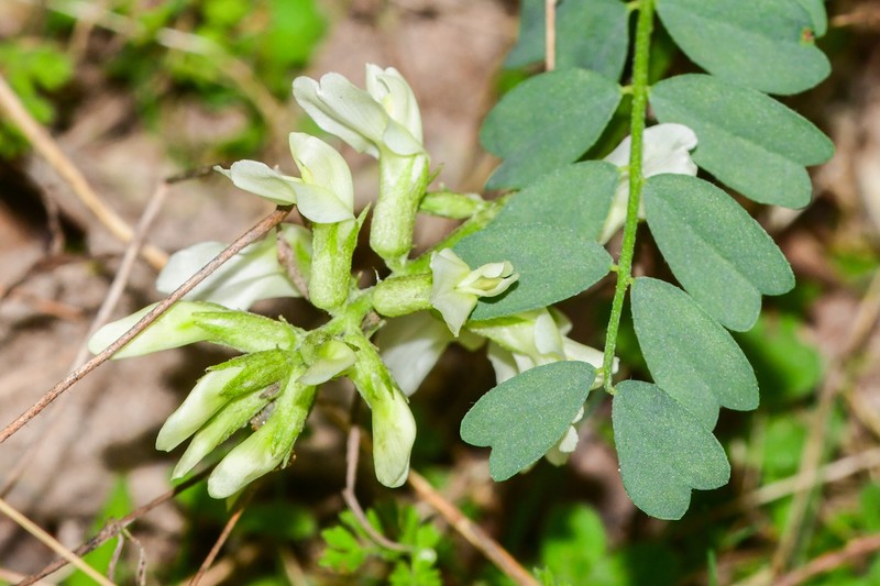 Soxman's Milkvetch photo 6