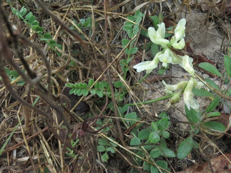 Soxman's Milkvetch photo 7