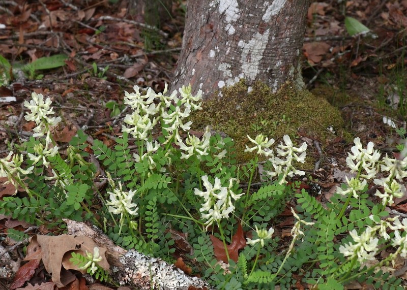 Soxman's Milkvetch photo 8