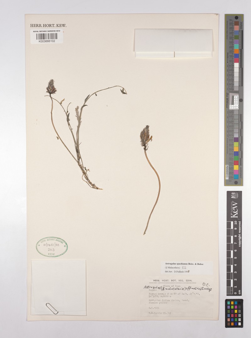 Astragalus spachianus