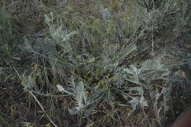 Spalding's Milkvetch