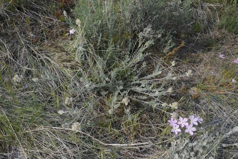 Spalding's Milkvetch photo 2