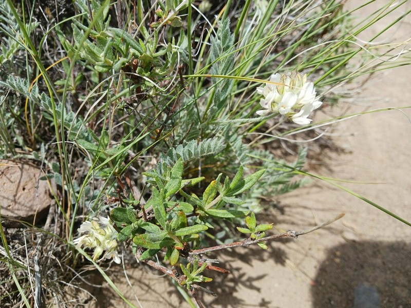 Spalding's Milkvetch photo 3