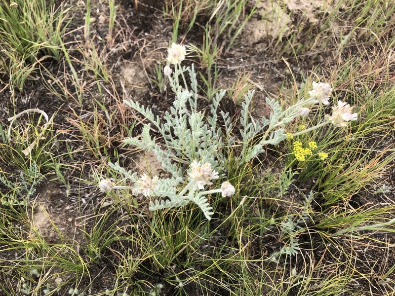 Spalding's Milkvetch photo 4