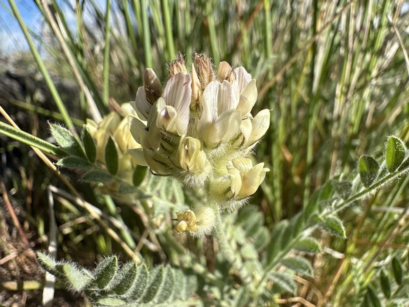 Spalding's Milkvetch photo 5