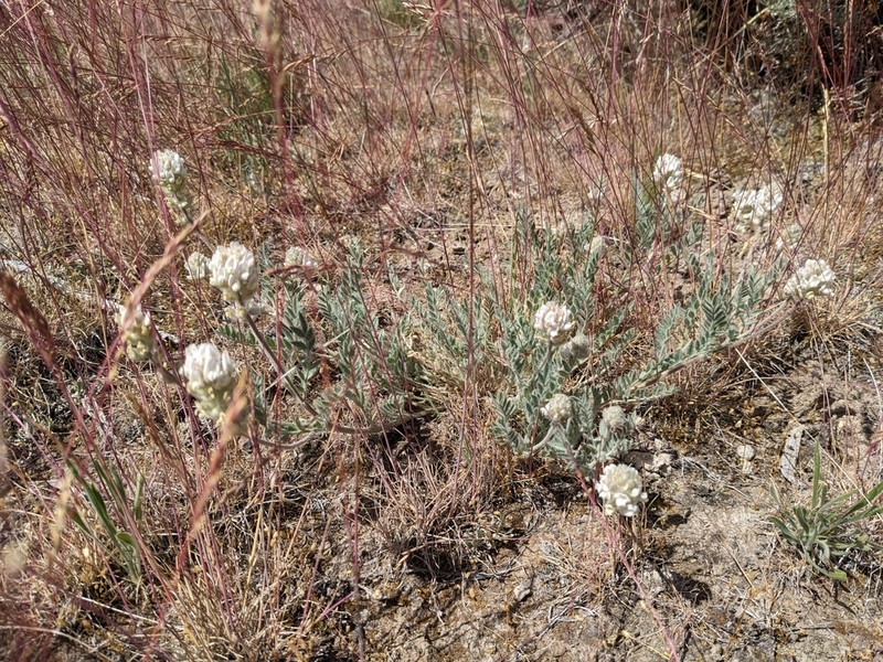 Spalding's Milkvetch photo 7