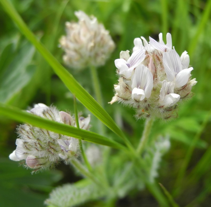 Spalding's Milkvetch photo 8