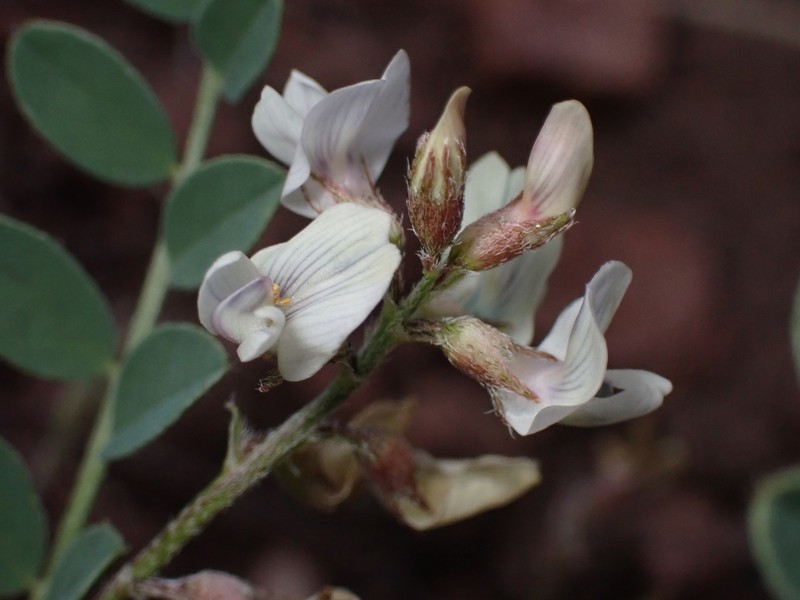 Front Range Milkvetch