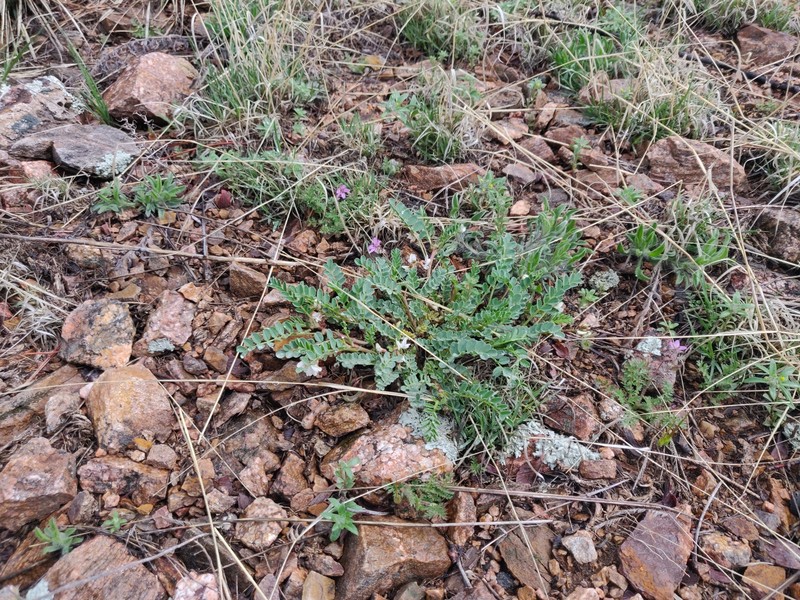 Front Range Milkvetch photo 2