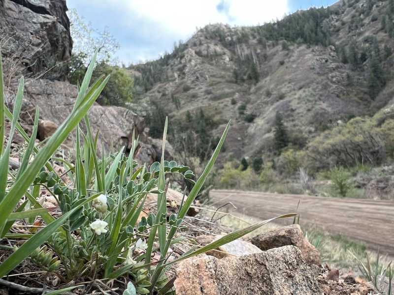 Front Range Milkvetch photo 3