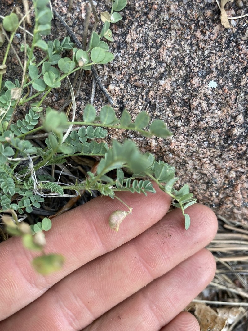 Front Range Milkvetch photo 5