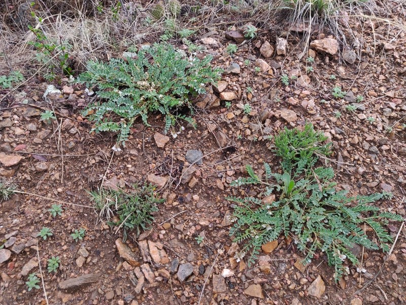 Front Range Milkvetch photo 6