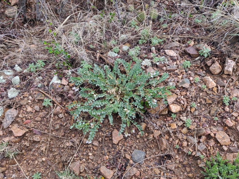 Front Range Milkvetch photo 7