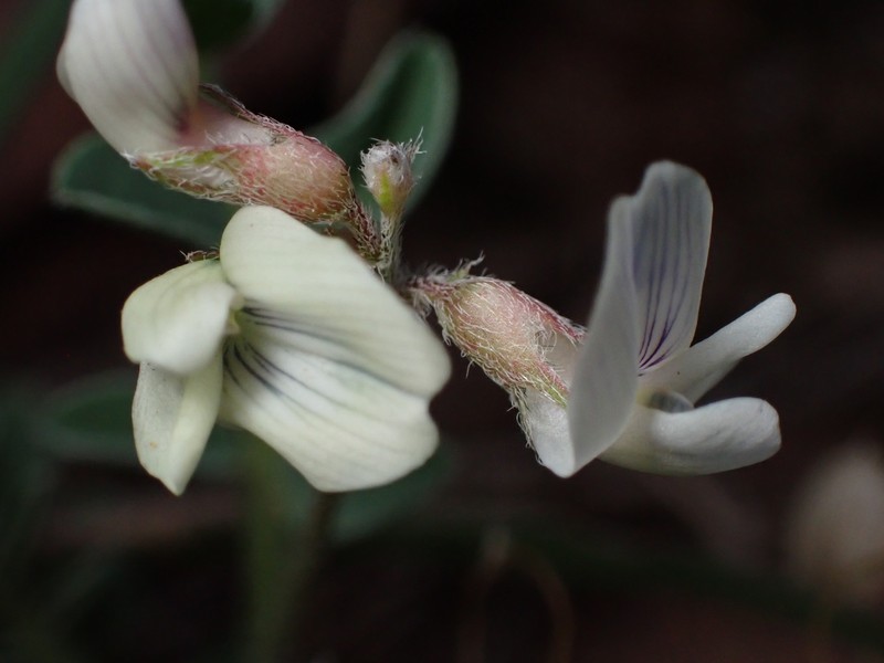 Astragalus sparsiflorus var. majusculus