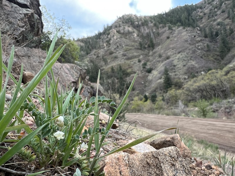 Astragalus sparsiflorus var. majusculus photo 2