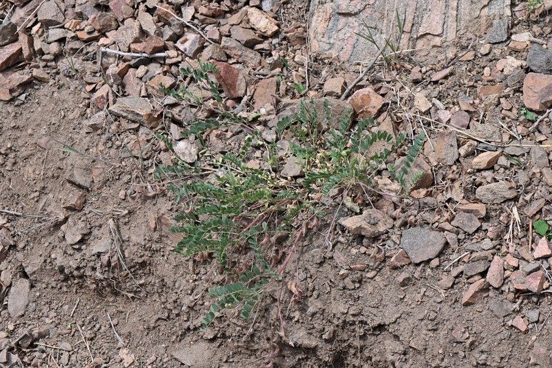 Astragalus sparsiflorus var. majusculus photo 3