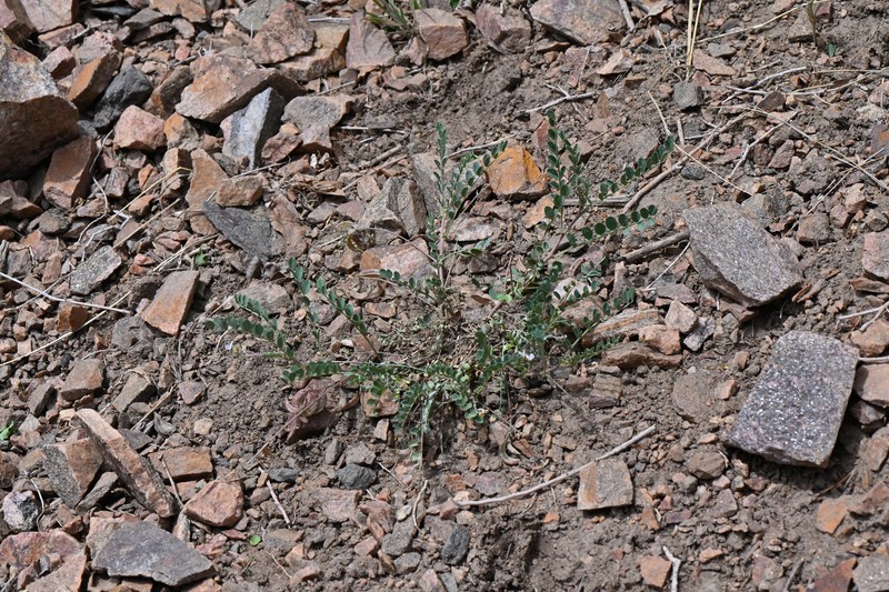 Astragalus sparsiflorus var. majusculus photo 4