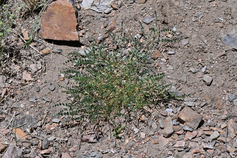 Astragalus sparsiflorus var. majusculus photo 5